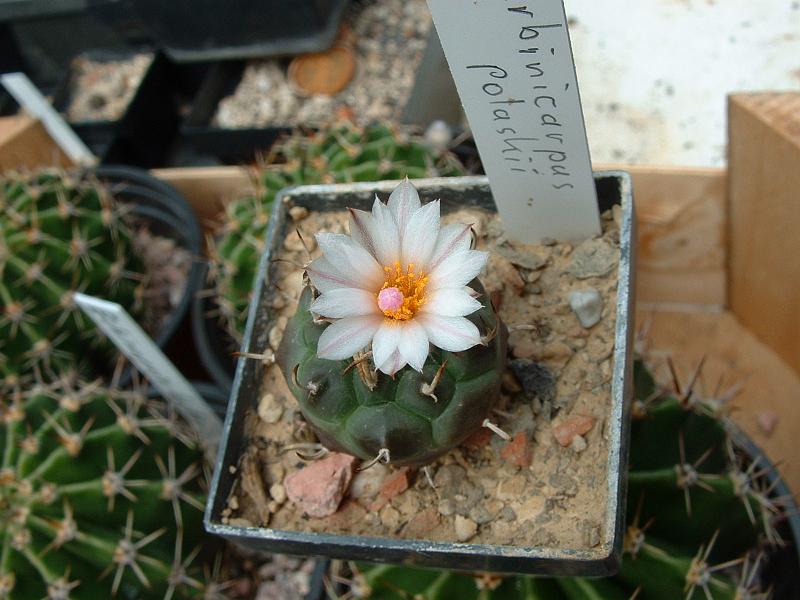 Turbinicarpus polaskii_2.JPG